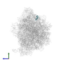 Large ribosomal subunit protein bL33 in PDB entry 7y7f, assembly 1, side view.