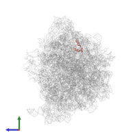 Large ribosomal subunit protein bL35 in PDB entry 7y7f, assembly 1, side view.