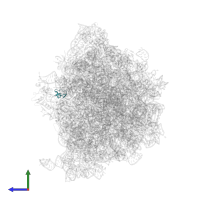 Large ribosomal subunit protein bL36A in PDB entry 7y7f, assembly 1, side view.