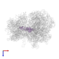 P-site tRNA-fMet in PDB entry 7y7f, assembly 1, top view.