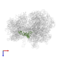 A-site tRNA-Asp in PDB entry 7y7f, assembly 1, top view.