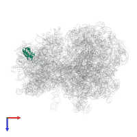 Small ribosomal subunit protein uS9 in PDB entry 7y7f, assembly 1, top view.