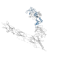 The deposited structure of PDB entry 7yq5 contains 2 copies of Pfam domain PF00757 (Furin-like cysteine rich region) in Insulin receptor subunit alpha. Showing 1 copy in chain D [auth F].