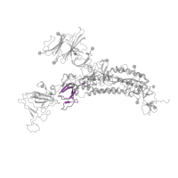 The deposited structure of PDB entry 7yqz contains 3 copies of Pfam domain PF19209 ( Coronavirus spike glycoprotein S1, C-terminal) in Spike glycoprotein. Showing 1 copy in chain B [auth A].