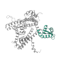 The deposited structure of PDB entry 7z1n contains 1 copy of Pfam domain PF22536 (POLR3C, C-terminal winged-helix domain ) in DNA-directed RNA polymerase III subunit RPC3. Showing 1 copy in chain L [auth O].