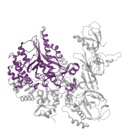 The deposited structure of PDB entry 7z1n contains 1 copy of Pfam domain PF04563 (RNA polymerase beta subunit) in DNA-directed RNA polymerase III subunit RPC2. Showing 1 copy in chain B.