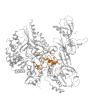 The deposited structure of PDB entry 7z1n contains 1 copy of Pfam domain PF04565 (RNA polymerase Rpb2, domain 3) in DNA-directed RNA polymerase III subunit RPC2. Showing 1 copy in chain B.