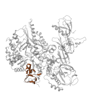 The deposited structure of PDB entry 7z1n contains 1 copy of Pfam domain PF04567 (RNA polymerase Rpb2, domain 5) in DNA-directed RNA polymerase III subunit RPC2. Showing 1 copy in chain B.