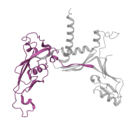 The deposited structure of PDB entry 7z1n contains 1 copy of Pfam domain PF01000 (RNA polymerase Rpb3/RpoA insert domain) in DNA-directed RNA polymerases I and III subunit RPAC1. Showing 1 copy in chain C.