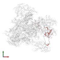 DNA-directed RNA polymerase III subunit RPC7 in PDB entry 7z1o, assembly 1, front view.