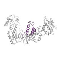 The deposited structure of PDB entry 7z29 contains 1 copy of Pfam domain PF06817 (Reverse transcriptase thumb domain) in Reverse transcriptase/ribonuclease H. Showing 1 copy in chain A.