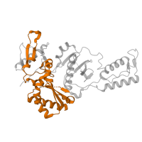 The deposited structure of PDB entry 7z29 contains 1 copy of Pfam domain PF00078 (Reverse transcriptase (RNA-dependent DNA polymerase)) in p51 RT. Showing 1 copy in chain B.