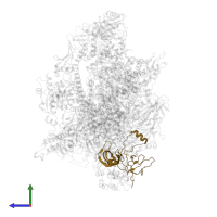 DNA-directed RNA polymerase III subunit RPC8 in PDB entry 7z31, assembly 1, side view.
