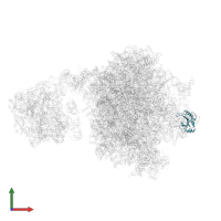 Large ribosomal subunit protein uL5A in PDB entry 7z34, assembly 1, front view.
