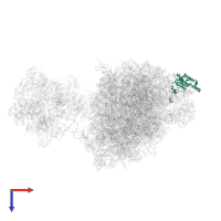 Large ribosomal subunit protein uL18 in PDB entry 7z34, assembly 1, top view.