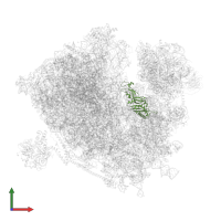 Small ribosomal subunit protein eS1 in PDB entry 7z3o, assembly 1, front view.