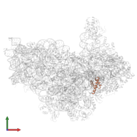 Small ribosomal subunit protein eS17 in PDB entry 7zag, assembly 1, front view.