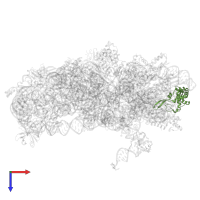 Small ribosomal subunit protein eS19 in PDB entry 7zai, assembly 1, top view.