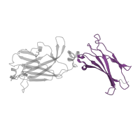 The deposited structure of PDB entry 7zan contains 1 copy of Pfam domain PF16578 (Interleukin 17 receptor D) in Interleukin-17 receptor A. Showing 1 copy in chain C.