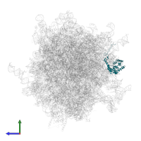 Large ribosomal subunit protein eL8 in PDB entry 7zjw, assembly 1, side view.