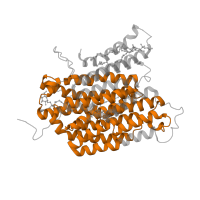 The deposited structure of PDB entry 7zmg contains 1 copy of Pfam domain PF00361 (Proton-conducting membrane transporter) in NADH-ubiquinone oxidoreductase chain 4. Showing 1 copy in chain D [auth 4].