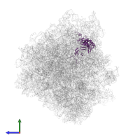Large ribosomal subunit protein uL3 in PDB entry 7zux, assembly 1, side view.