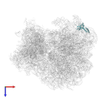 Large ribosomal subunit protein eL14A in PDB entry 7zux, assembly 1, top view.