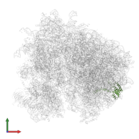 Large ribosomal subunit protein eL18A in PDB entry 7zux, assembly 1, front view.