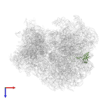 Large ribosomal subunit protein eL18A in PDB entry 7zux, assembly 1, top view.