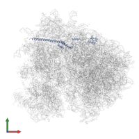 Large ribosomal subunit protein eL19A in PDB entry 7zux, assembly 1, front view.