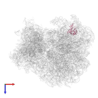 Large ribosomal subunit protein eL20A in PDB entry 7zux, assembly 1, top view.