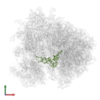 A/P tRNA in PDB entry 7zux, assembly 1, front view.