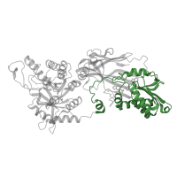 The deposited structure of PDB entry 7zvl contains 1 copy of Pfam domain PF05185 (PRMT5 arginine-N-methyltransferase) in Protein arginine N-methyltransferase 5. Showing 1 copy in chain A.