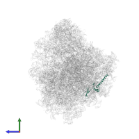 Large ribosomal subunit protein eL34 in PDB entry 8a3w, assembly 1, side view.