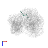 Large ribosomal subunit protein eL34 in PDB entry 8a3w, assembly 1, top view.