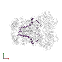 Cytochrome b-c1 complex subunit 8 in PDB entry 8abi, assembly 1, front view.