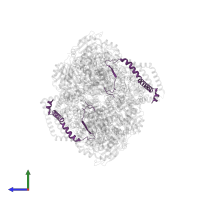 Cytochrome b-c1 complex subunit 8 in PDB entry 8abi, assembly 1, side view.