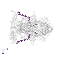 Cytochrome b-c1 complex subunit 8 in PDB entry 8abi, assembly 1, top view.