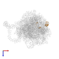 Large ribosomal subunit protein uL15 in PDB entry 8agv, assembly 1, top view.