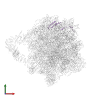 Large ribosomal subunit protein uL29A in PDB entry 8agv, assembly 1, front view.