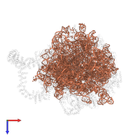 25S ribosomal RNA in PDB entry 8agv, assembly 1, top view.
