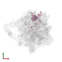 5.8S ribosomal RNA in PDB entry 8agv, assembly 1, front view.
