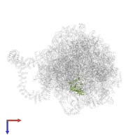 Large ribosomal subunit protein uL2A in PDB entry 8agv, assembly 1, top view.