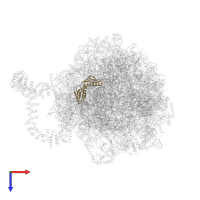 Large ribosomal subunit protein uL6A in PDB entry 8agv, assembly 1, top view.
