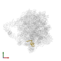 Large ribosomal subunit protein eL14A in PDB entry 8agv, assembly 1, front view.