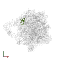 Large ribosomal subunit protein eL19A in PDB entry 8agv, assembly 1, front view.