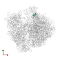 50S ribosomal protein L33 in PDB entry 8am9, assembly 1, front view.