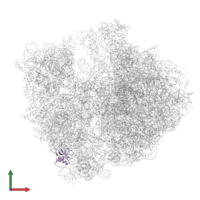 30S ribosomal protein S16 in PDB entry 8am9, assembly 1, front view.