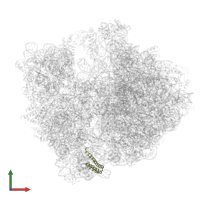 30S ribosomal protein S20 in PDB entry 8am9, assembly 1, front view.