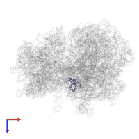 50S ribosomal protein L14 in PDB entry 8am9, assembly 1, top view.